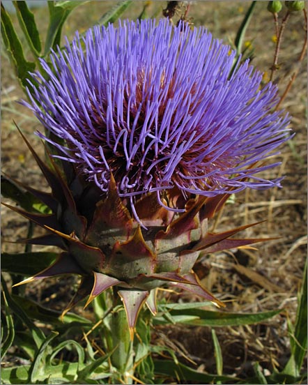 sm 671 Cardoon.jpg - Cardoon (Cynara cardunculus var cardunculus): Considered a noxious weed.  Originally from the Mediterranean.